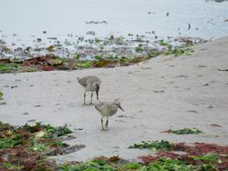 Photographed at Vazon [VAZ]. on 24/8/2020. Photo: &copy; Tony Bisson