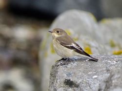 Photographed at Shingle Bank [SHI]. on 28/8/2020. Photo: &copy; Mark Guppy