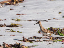 Photographed at Vazon [VAZ]. on 5/9/2020. Photo: &copy; Andy Marquis