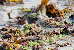 Photographed at Vazon [VAZ]. on 5/9/2020. Photo: &copy; Anthony Loaring