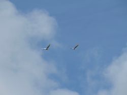 Photographed at Pleinmont [PLE]. on 7/9/2020. Photo: &copy; Mark Guppy