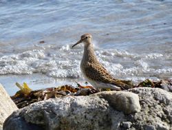Photographed at Vazon [VAZ]. on 8/9/2020. Photo: &copy; Mark Guppy