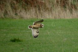 Photographed at Mt. Herault [MHE]. on 2/9/2020. Photo: &copy; Mark Guppy