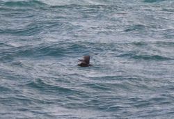 Photographed at Jaonneuse [JAO]. on 30/8/2020. Photo: &copy; Mark Guppy