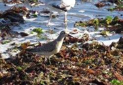 Photographed at Rocque Poisson [ROQ]. on 5/9/2020. Photo: &copy; Mark Guppy
