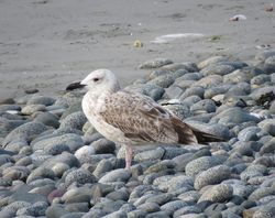 Photographed at Perelle [PER]. on 11/9/2020. Photo: &copy; Jamie Hooper