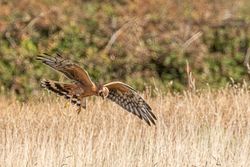 Photographed at Pleinmont [PLE]. on 14/9/2020. Photo: &copy; Rod Ferbrache