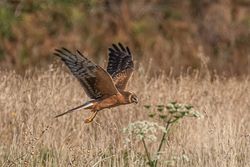 Photographed at Pleinmont [PLE]. on 14/9/2020. Photo: &copy; Rod Ferbrache