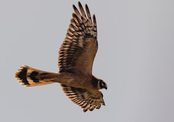 Photographed at Pleinmont [PLE]. on 14/9/2020. Photo: &copy; Dave Carre