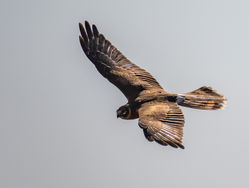 Photographed at Pleinmont [PLE]. on 14/9/2020. Photo: &copy; Dave Carre