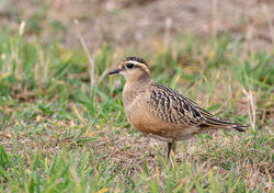 Photographed at Pleinmont [PLE]. on 19/9/2020. Photo: &copy; Dave Carre