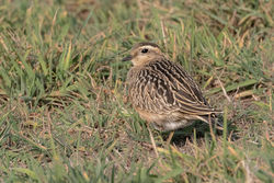 Photographed at Mt. Herault [MHE]. on 21/9/2020. Photo: &copy; Rod Ferbrache