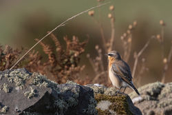 Photographed at Pleinmont [PLE]. on 21/9/2020. Photo: &copy; Rod Ferbrache