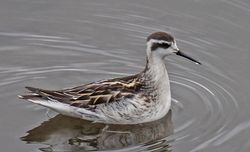 Photographed at Vale Pond [VAL]. on 28/9/2020. Photo: &copy;  Rockdweller