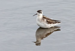 Photographed at Vale Pond [VAL]. on 1/10/2020. Photo: &copy; Anthony Loaring