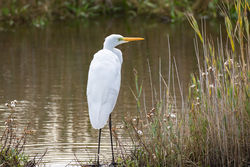 Photographed at Vale Pond [VAL]. on 7/10/2020. Photo: &copy; Dave Carre