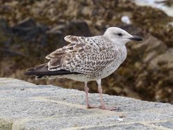 Photographed at Cobo [COB]. on 7/10/2020. Photo: &copy; Wayne Turner