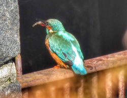 Photographed at Vale Pond [VAL]. on 11/10/2020. Photo: &copy; Sue De Mouilpied