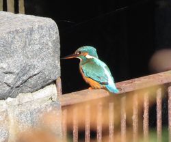 Photographed at Vale Pond [VAL]. on 11/10/2020. Photo: &copy; Sue De Mouilpied
