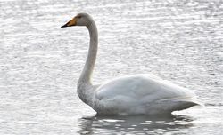 Photographed at Vale Pond [VAL]. on 16/10/2020. Photo: &copy;  Rockdweller