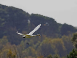 Photographed at Vale Pond [VAL]. on 16/10/2020. Photo: &copy; Mike Cunningham