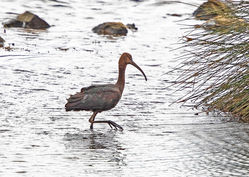 Photographed at Vale Pond [VAL]. on 20/10/2020. Photo: &copy; Mike Cunningham