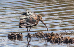Photographed at Vale Pond [VAL]. on 20/10/2020. Photo: &copy; Dave Carre