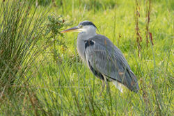 Photographed at Vale Pond [VAL]. on 26/10/2020. Photo: &copy; Rod Ferbrache