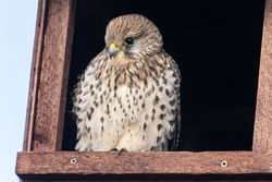 Photographed at Jaonneuse [JAO]. on 26/10/2020. Photo: &copy; Rod Ferbrache