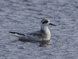 Photographed at Claire Mare [CLA]. on 28/10/2020. Photo: &copy; Mike Cunningham