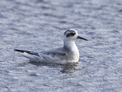 Photographed at Claire Mare [CLA]. on 28/10/2020. Photo: &copy; Mike Cunningham