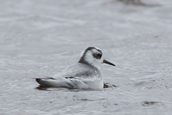 Photographed at Claire Mare [CLA]. on 27/10/2020. Photo: &copy; Dave Carre