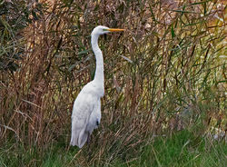 Photographed at Claire Mare [CLA]. on 29/10/2020. Photo: &copy; Mike Cunningham