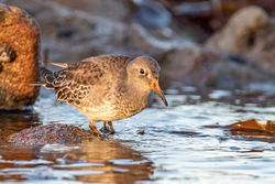 Photographed at Jaonneuse [JAO]. on 6/11/2020. Photo: &copy; Dave Carre