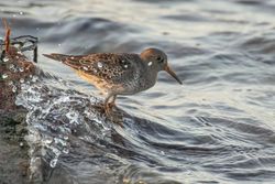 Photographed at Jaonneuse [JAO]. on 6/11/2020. Photo: &copy; Rod Ferbrache