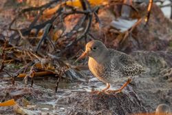 Photographed at Jaonneuse [JAO]. on 6/11/2020. Photo: &copy; Rod Ferbrache
