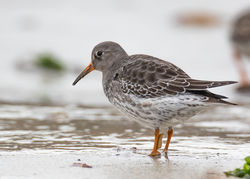 Photographed at Jaonneuse [JAO]. on 21/11/2020. Photo: &copy; Dave Carre