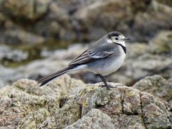 Photographed at Rocquaine [ROC]. on 8/12/2020. Photo: &copy; Wayne Turner