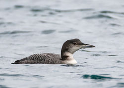 Photographed at Belle Greve Bay [BEL]. on 9/12/2020. Photo: &copy; Dave Carre