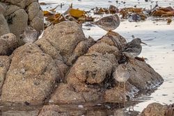 Photographed at Select location. on 15/1/2021. Photo: &copy; Rod Ferbrache