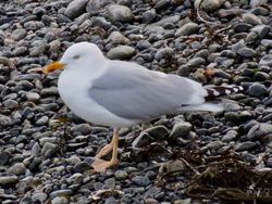 Photographed at Select location. on 0/0/0. Photo: &copy; 