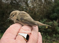 Photographed at Select location. on 15/1/2021. Photo: &copy; Julie Davis