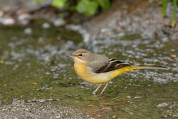 Photographed at Petit Bot [BOT]. on 18/1/2021. Photo: &copy; Rod Ferbrache