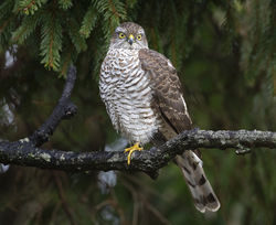 Sparrowhawk photographed at St Peter Port [SPP] on 3/2/2021. Photo: &copy; Mike Cunningham