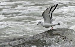 Photographed at Shingle Bank [SHI]. on 8/2/2021. Photo: &copy; Mark Lawlor