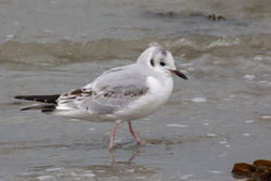 Photographed at Shingle Bank [SHI]. on 9/2/2021. Photo: &copy; Dave Carre