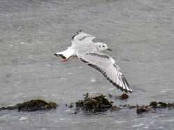 Photographed at Shingle Bank [SHI]. on 9/2/2021. Photo: &copy; Wayne Turner