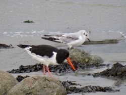 Photographed at Shingle Bank [SHI]. on 9/2/2021. Photo: &copy; Wayne Turner