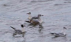 Photographed at Shingle Bank [SHI]. on 14/2/2021. Photo: &copy; Phil Alexander
