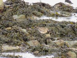 Photographed at Shingle Bank [SHI]. on 12/2/2021. Photo: &copy; Tony Bisson